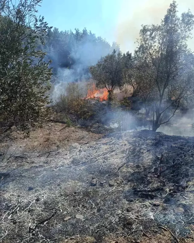 Hatay'da Zeytinlikte Yangın Kontrol Altına Alındı