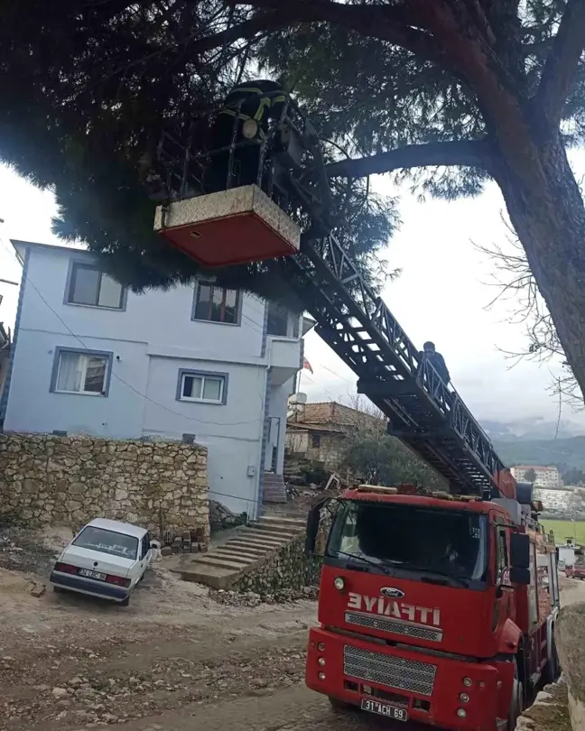 Hatay'da Ağaçta Mahsur Kalan Kedi İtfaiye Ekipleri Tarafından Kurtarıldı