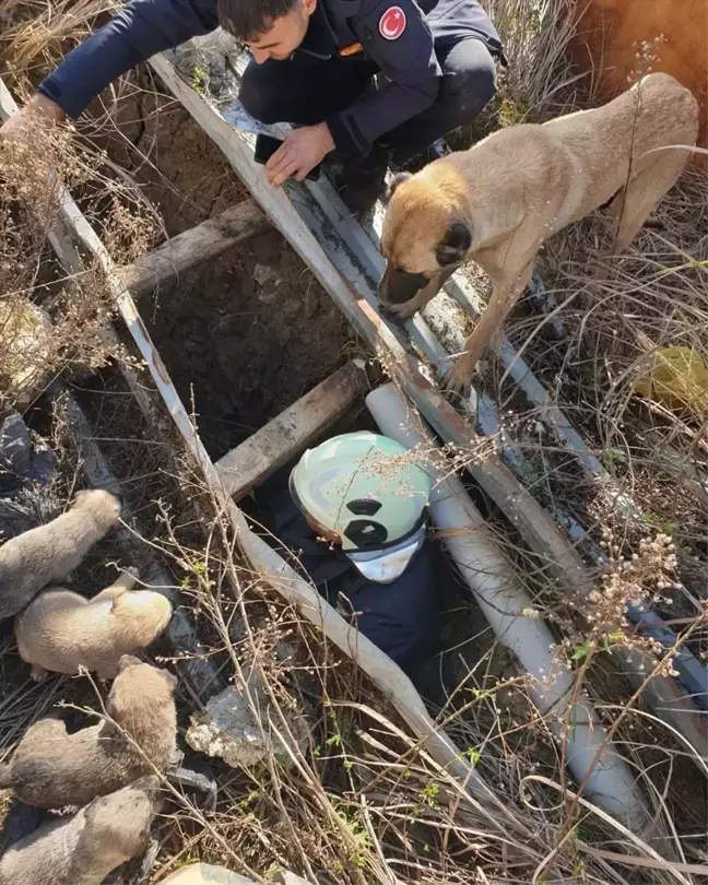 Antakya'da İnşaat Çukuruna Düşen Köpek Yavruları Kurtarıldı