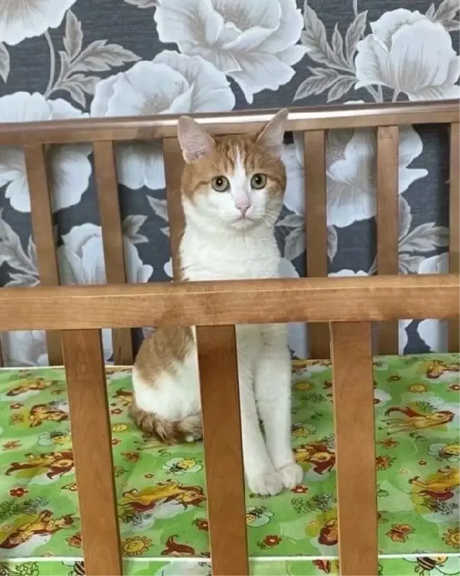 Rusya'da Trenden Atılan Kedi Hayatını Kaybetti