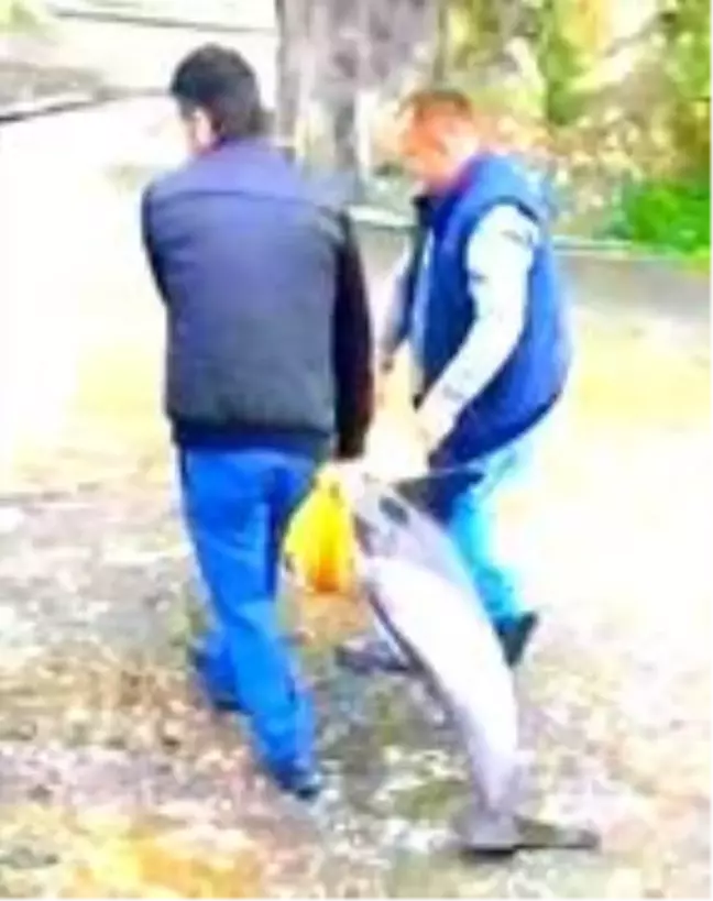 Kıyıya vuran yunusu, minibüsçüler denize taşıdı