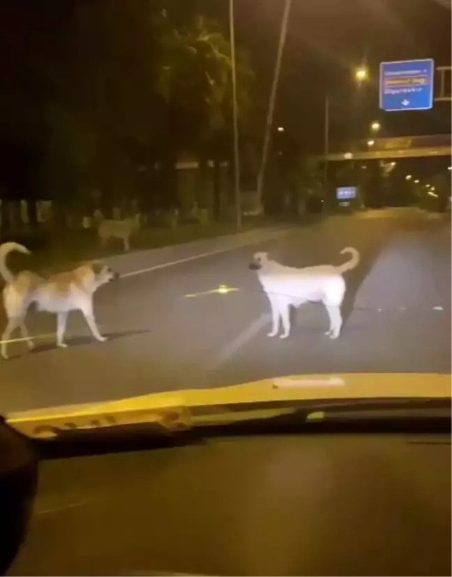 Adıyaman'da Başıboş Sokak Köpekleri Kazaya Davetiye Çıkarıyor