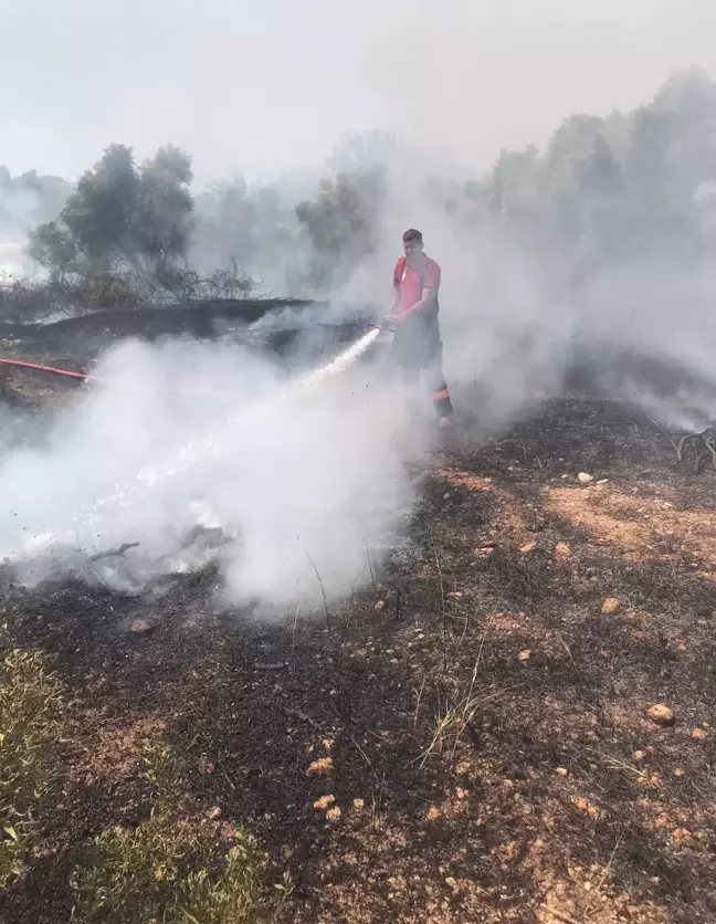 Son dakika haberi! Çalılık alanda başlayıp zeytin bahçesine sıçrayan yangın söndürüldü