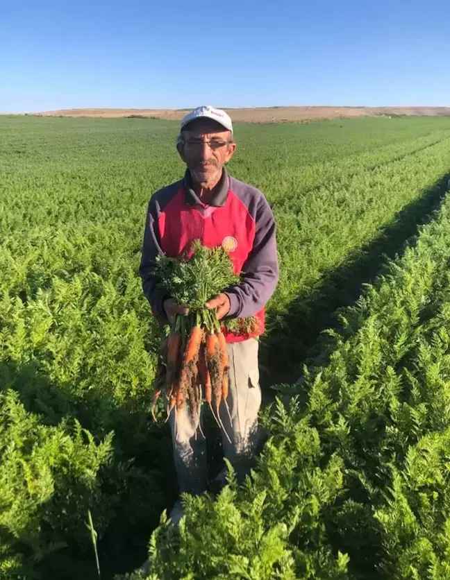 Beypazarı'nda kışlık havuç üretiminden 160 bin ton ürün bekleniyor