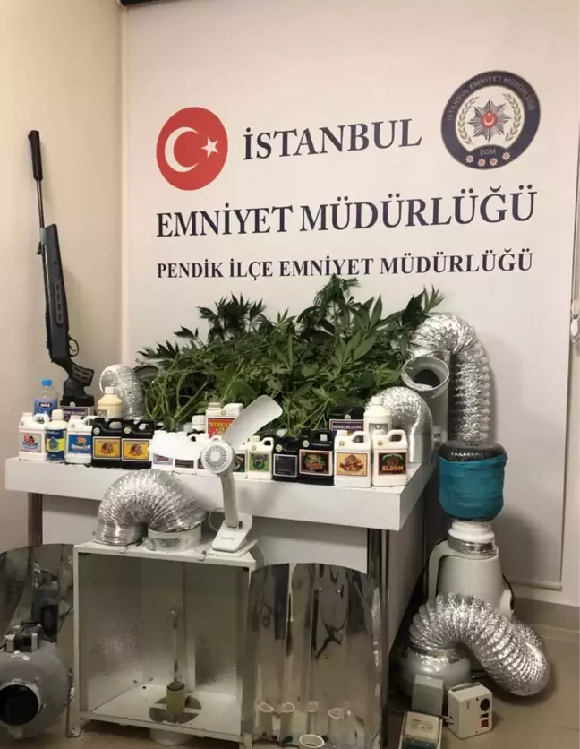 Pendik'te evde oluşturdukları serada Hint keneviri yetiştirerek satan 3 kişi yakalandı