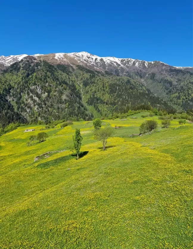 Kaçkar Dağları'nda endemik bitki türleri çiçek açtı