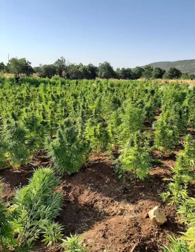 Son dakika haber! Diyarbakır'daki narko terör operasyonunda kenevir ve skunk ele geçirildi