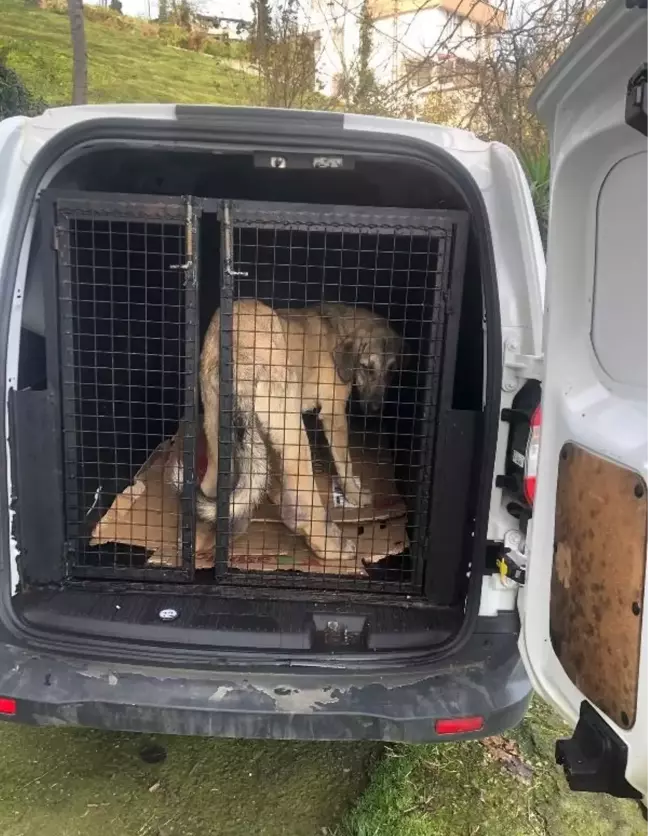 Rize'de Tedavi İçin İstanbul'a Gönderilen Köpek