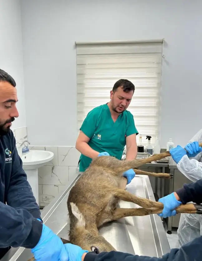 Beykoz'da yaralı halde bulunan karaca tedavi edildi