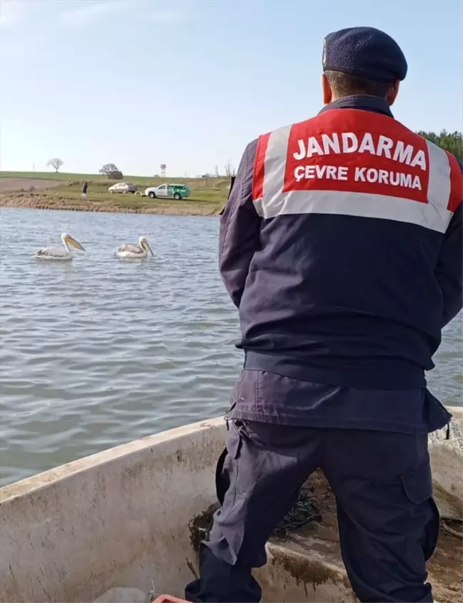 Edirne İpsala'da jandarma ekipleri pelikanları besledi