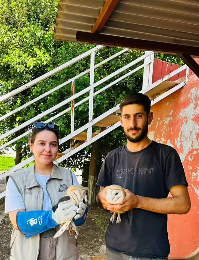 Yaralı Peçeli Baykuşlar Doğaya Salındı