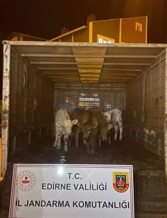 Edirne'de Çalınan 6 Büyükbaş Hayvan Drone ile Bulundu