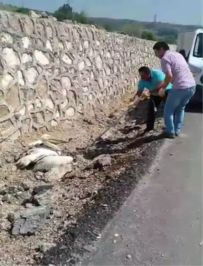 Yaralı Pelikan Tedaviye Alındı
