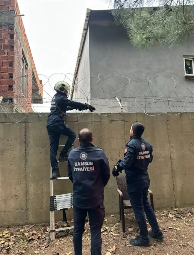 Samsun'da askeri alanda mahsur kalan kedi itfaiye ekiplerince kurtarıldı