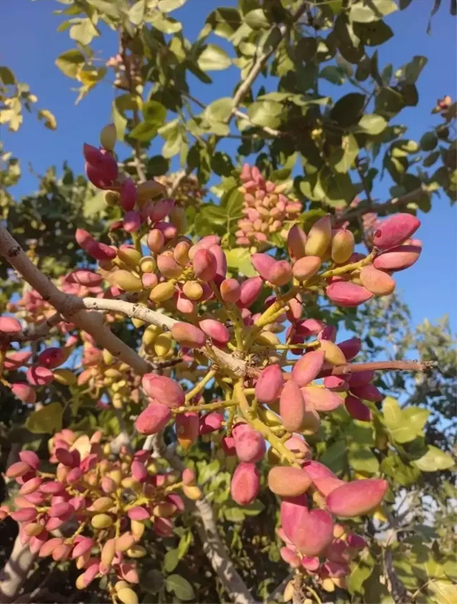 Mersin'de Antep Fıstığı Hasadı Başladı