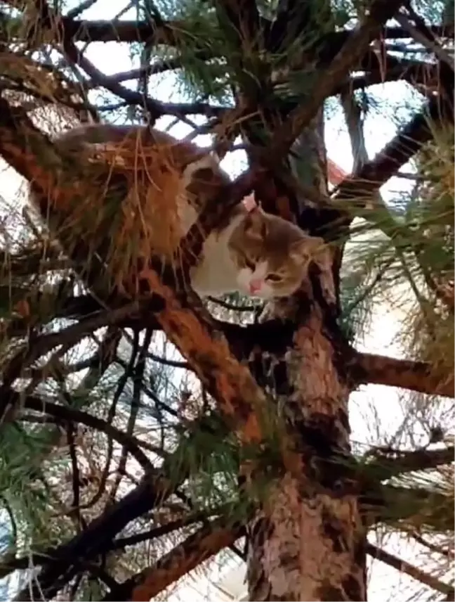 Ağaçta Mahsur Kalan Kedi, Polis ve İtfaiye Ekipleri Tarafından Kurtarıldı
