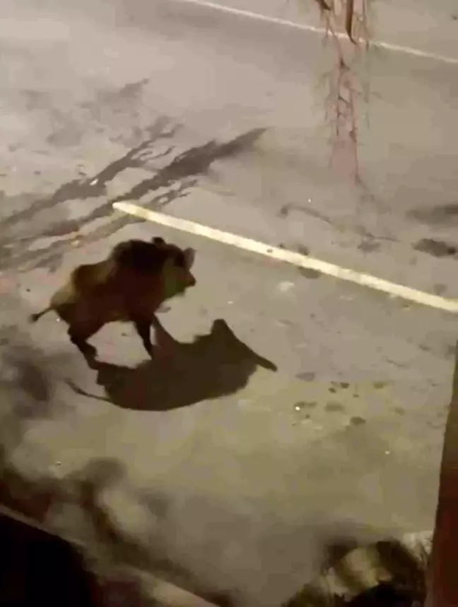 Aç kalan domuz köpeklere gözdağı verdi