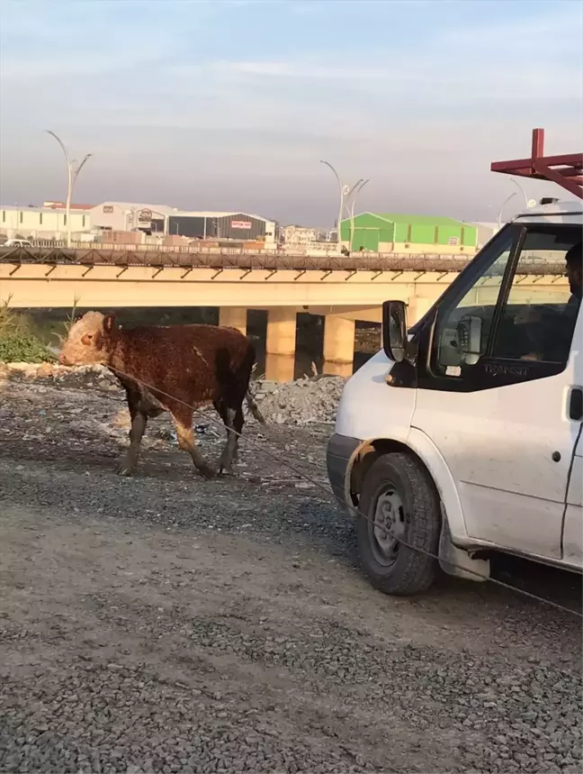 Antakya'da Asi Nehri'ne düşen büyükbaş hayvan kurtarıldı