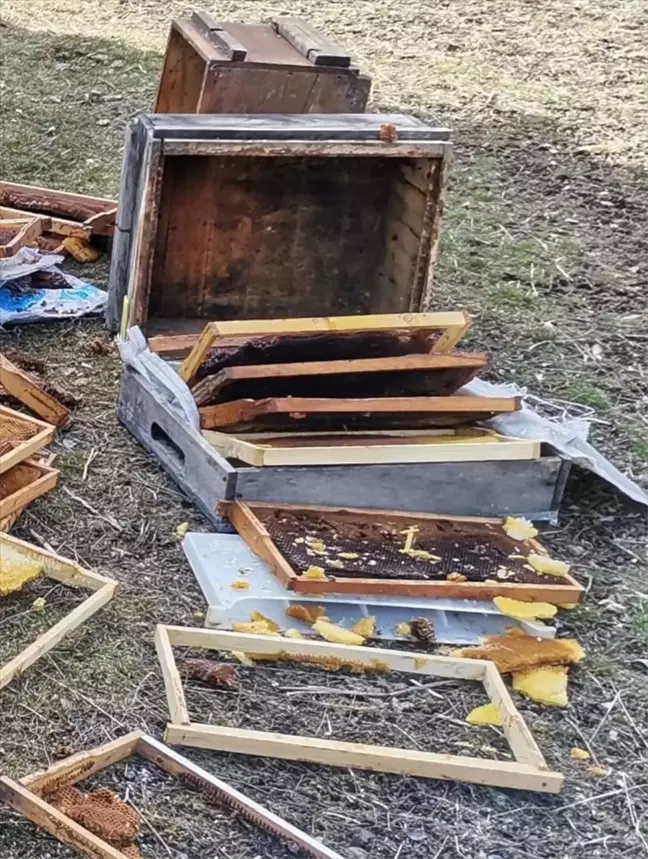 Ayılar Arı Kovanlarına Saldırdı, Üretici Zarar Gördü