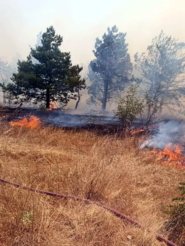 Edirne'nin Lalapaşa ilçesinde orman yangını çıktı