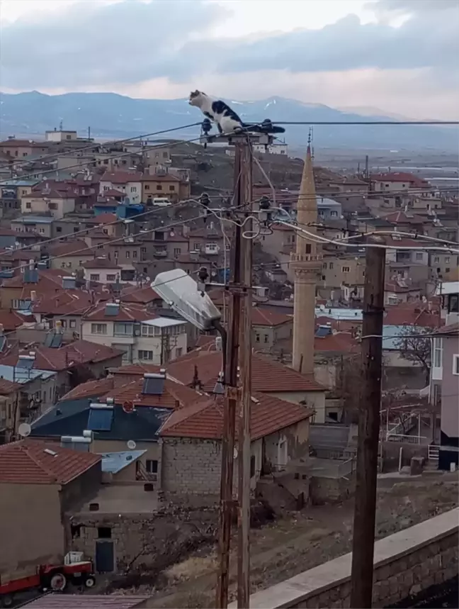 Yeşilhisar'da Elektrik Direğinde Mahsur Kalan Kedi Kurtarıldı