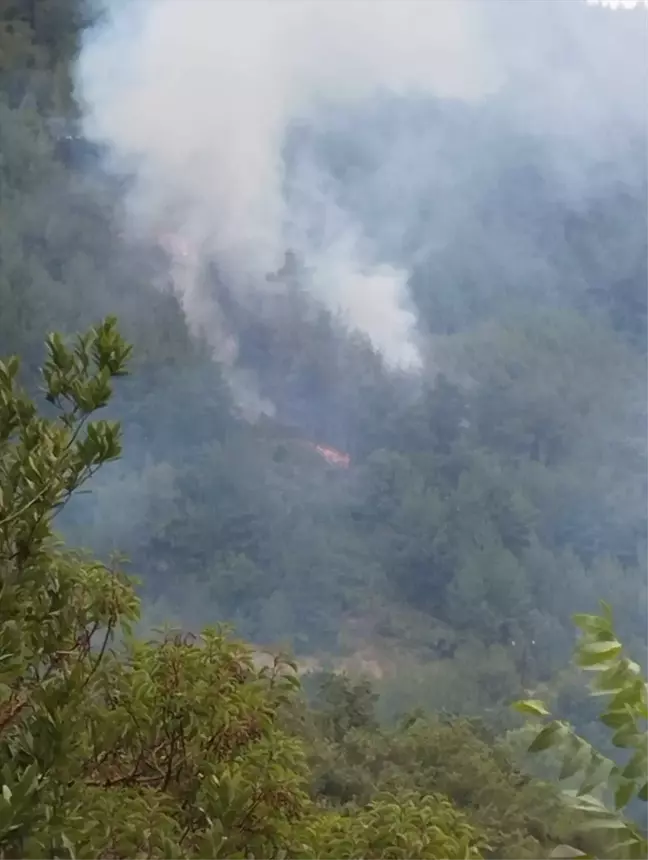 Sinop'un Dikmen ilçesinde çıkan yangın kontrol altına alındı