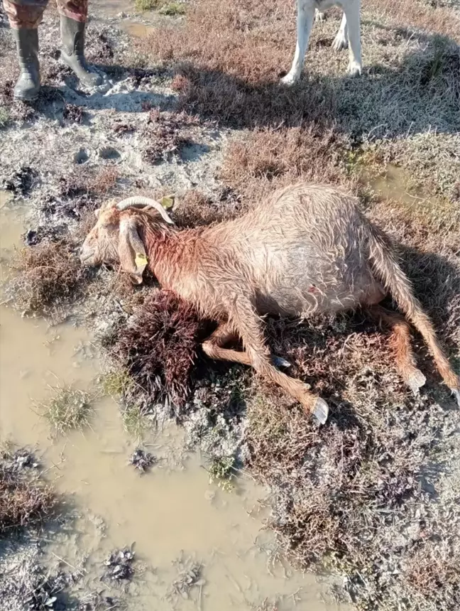 Silifke'de Sahipsiz Köpekler Küçükbaş Hayvan Saldırısına Neden Oldu