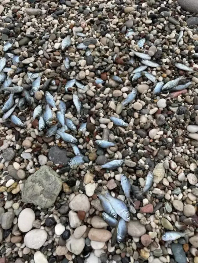 Konyaaltı Sahili'nde Balık Ölümleri