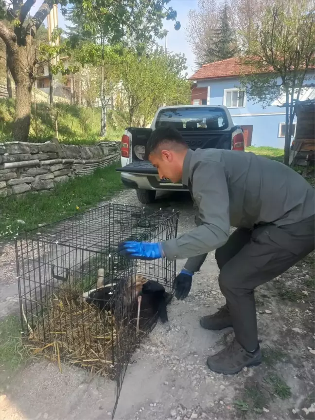 Yaralı Leylek Göynük'te Tedavi Altına Alındı