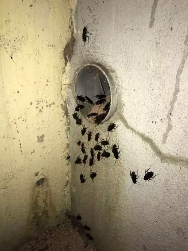 Fransa'da Böcek İstilası Nedeniyle Karakol Kapatıldı