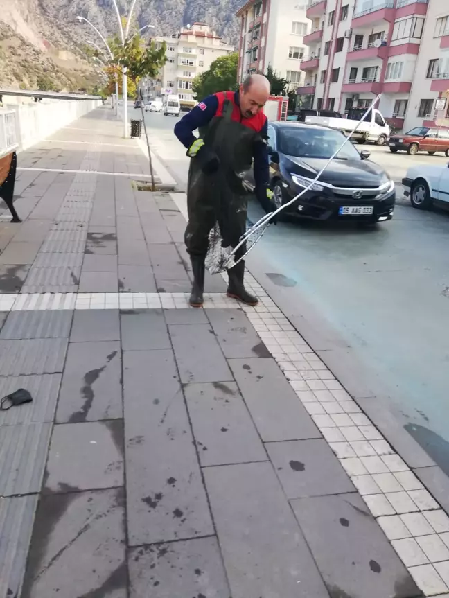 Amasya'da Yeşilırmak'a düşen kediyi itfaiye ekipleri kurtardı