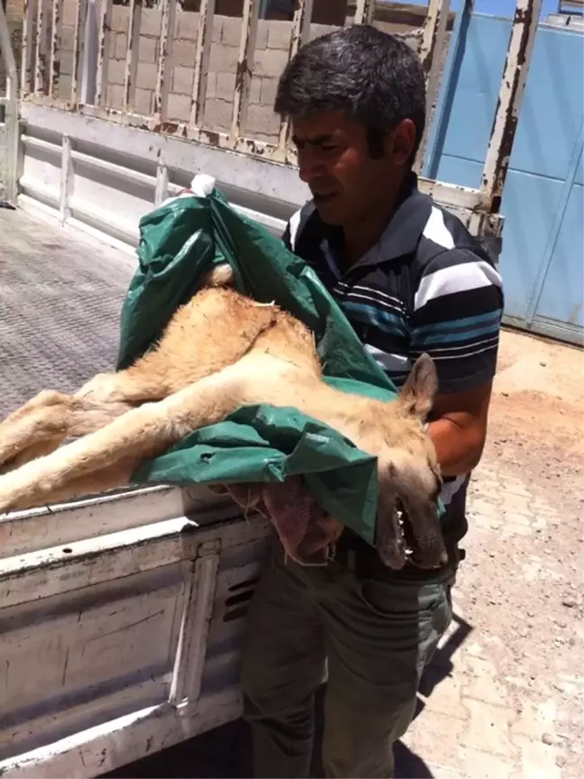 Yaralı Sokak Köpeğinin Tedavisi İçin Seferber Oldular