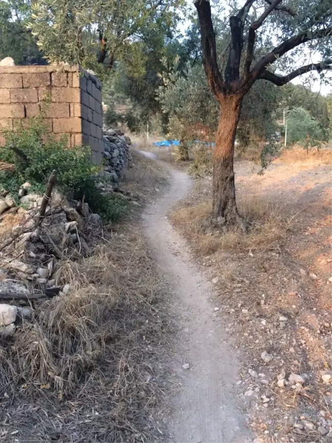 Milas'ta Patika Çilesi