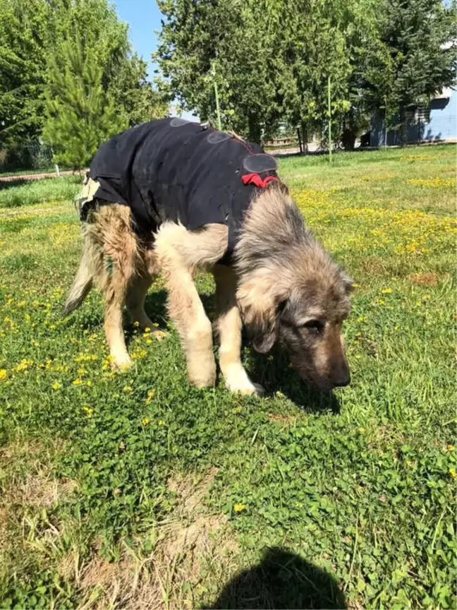 Yaralı Köpeğe Niğde Belediyesi Sahip Çıktı