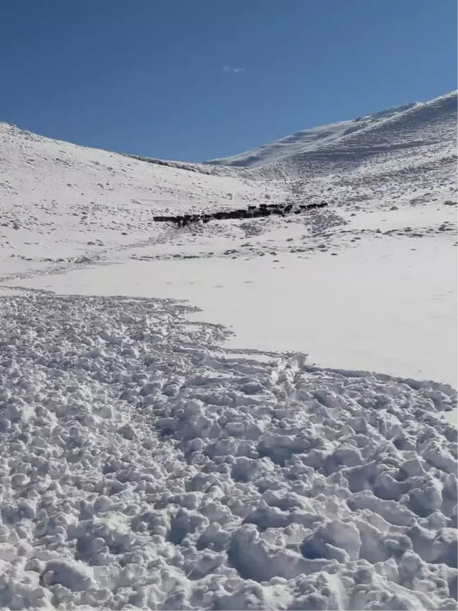 Antalya İmecik Beydağlarında Karda Mahsur Kalan 100 Büyükbaş Hayvan Kurtarıldı
