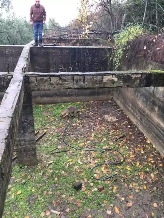 Sulama Havuzuna Düşen Çakal Kurtarıldı