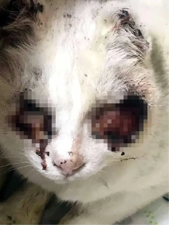 Gözleri Oyuk, Kulakları Kesik Bulunan Kedi Kansermiş (2) - Yeniden