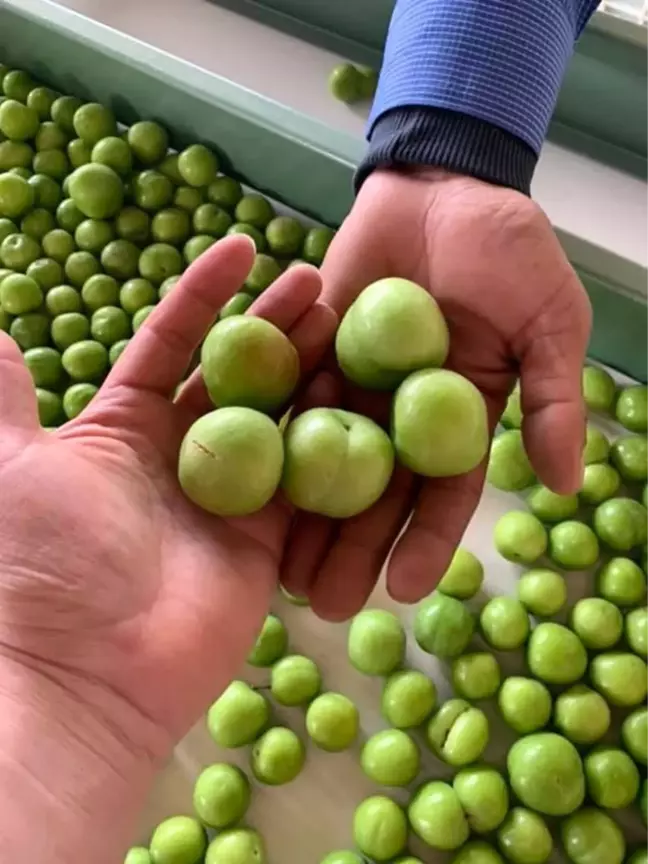 Mut'ta Erikte 35 Bin Ton Rekolte Bekleniyor