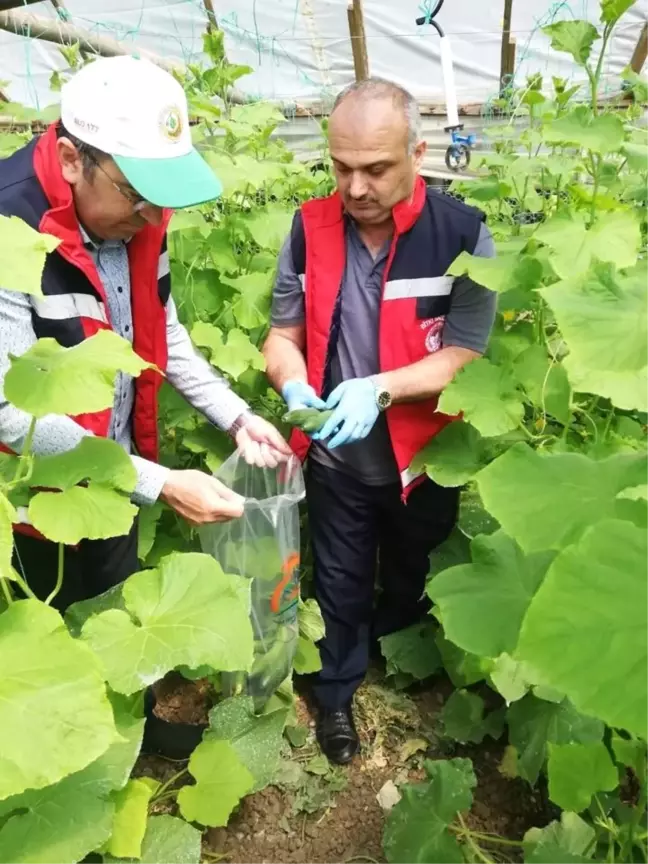 Hasat öncesi pestisit denetimi
