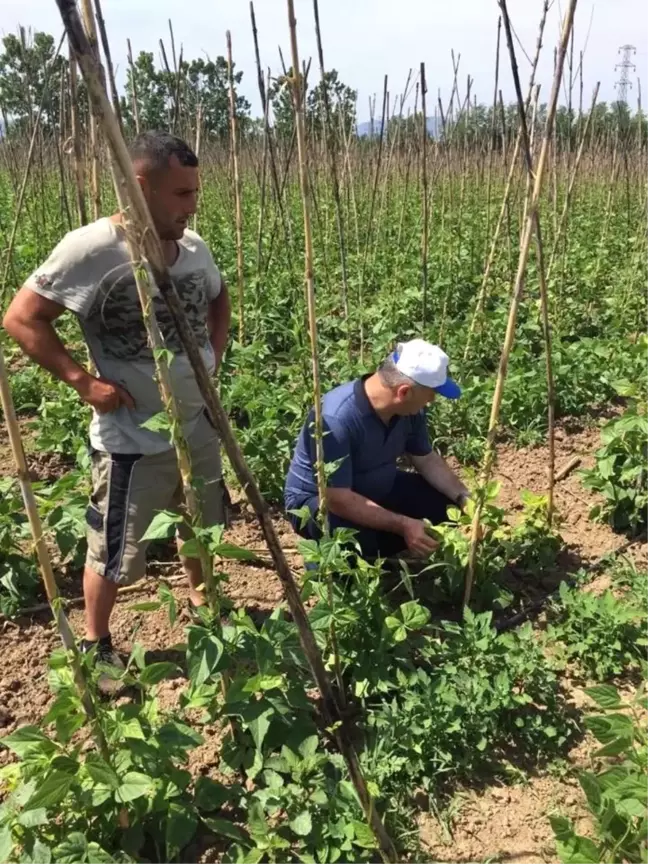 Bitki koruma ekibinden 'acil' müdahale