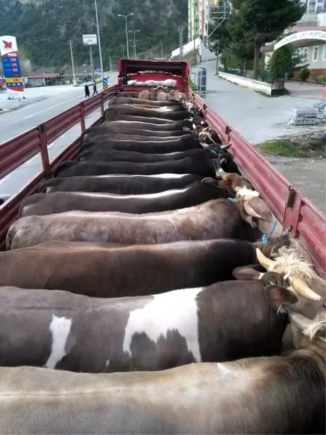 Boyabat'tan Marmara Bölgesi'ne kurbanlık sevkiyatı