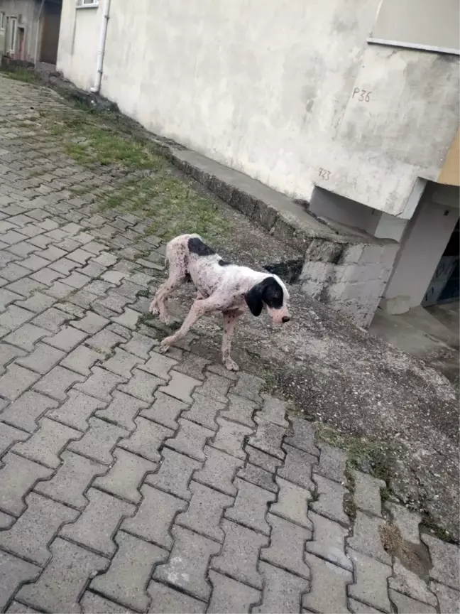 Uyuz köpekler köy halkını tedirgin etti