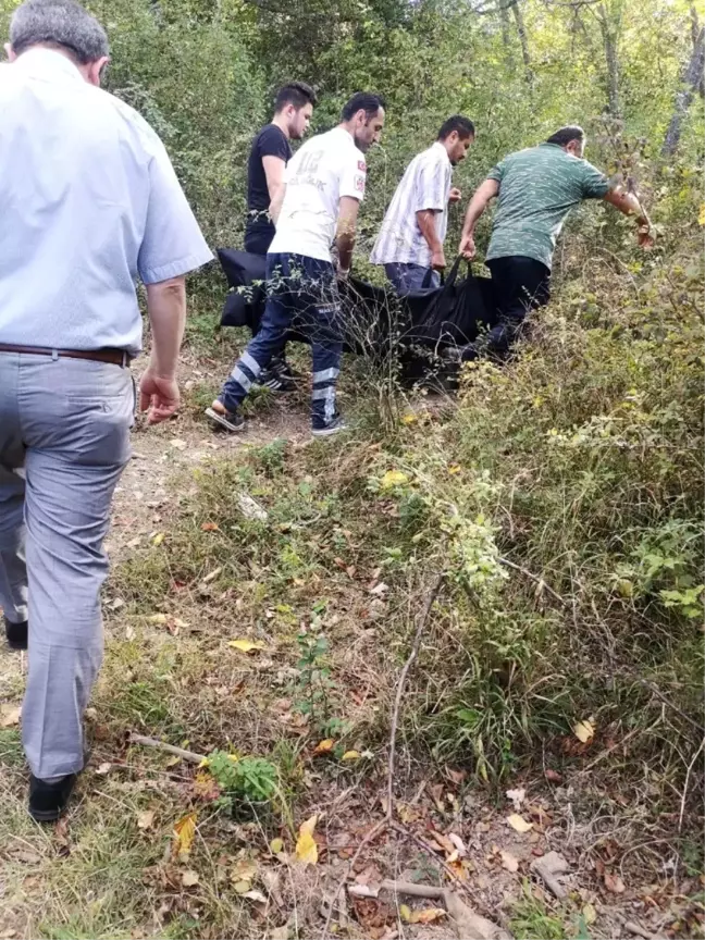 Ceviz ağacından düşen yaşlı kadın hayatını kaybetti
