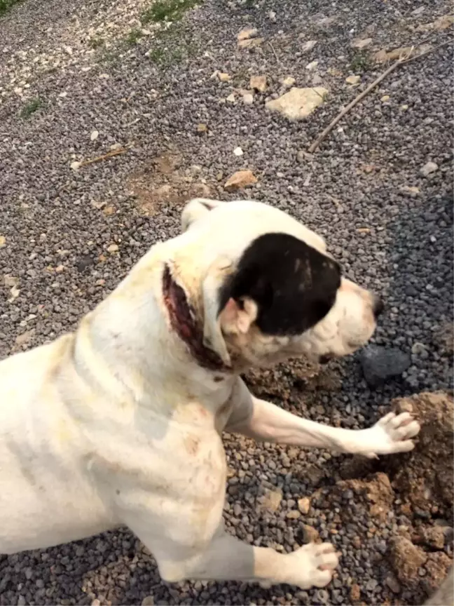 Boynu kesilmiş halde bulunan köpeğe vatandaşlar sahip çıktı