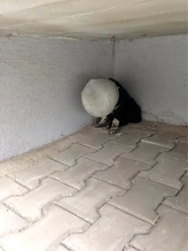 Yavru köpeği başına plastik bidon geçirip, ölüme terk ettiler