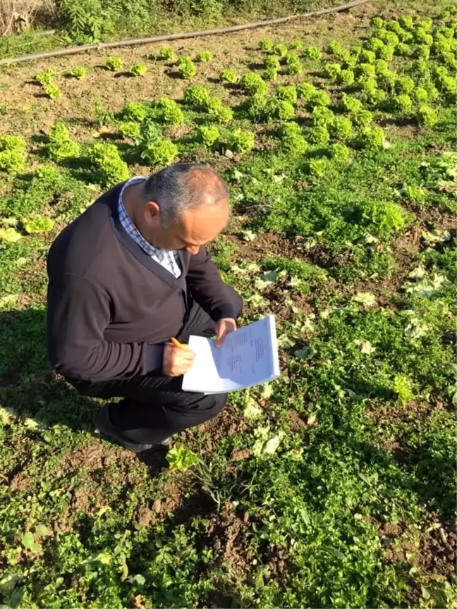 Kışlık ürünlerde 'pestisit' denetimi