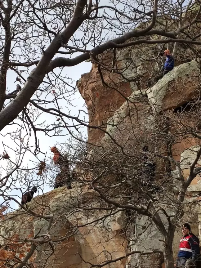 Kayseri'de kayalıklarda mahsur kalan 15 keçi, 13 saatte kurtarıldı