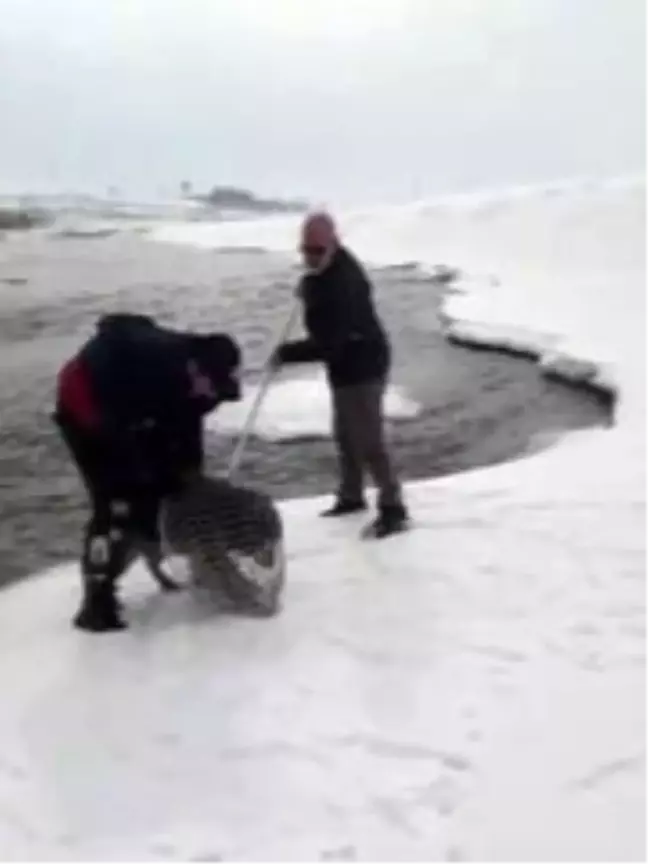 Murat Nehri'ne yemek aramaya giden kurt köpeği mahsur kaldı