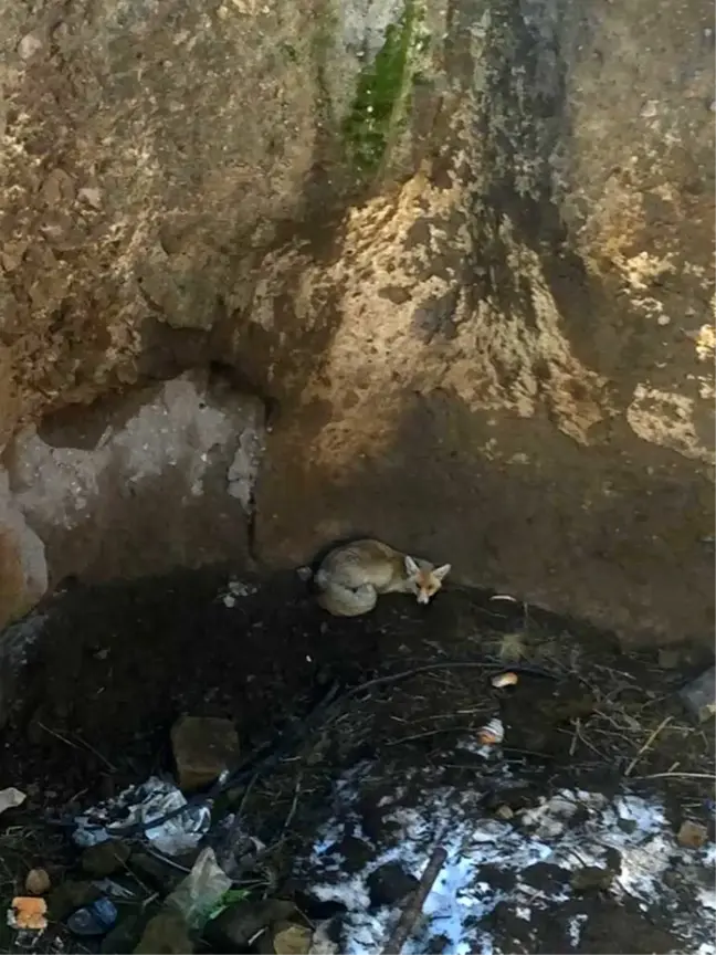 Kuyuya düşen 2 tilkiyi AFAD ekibi kurtardı
