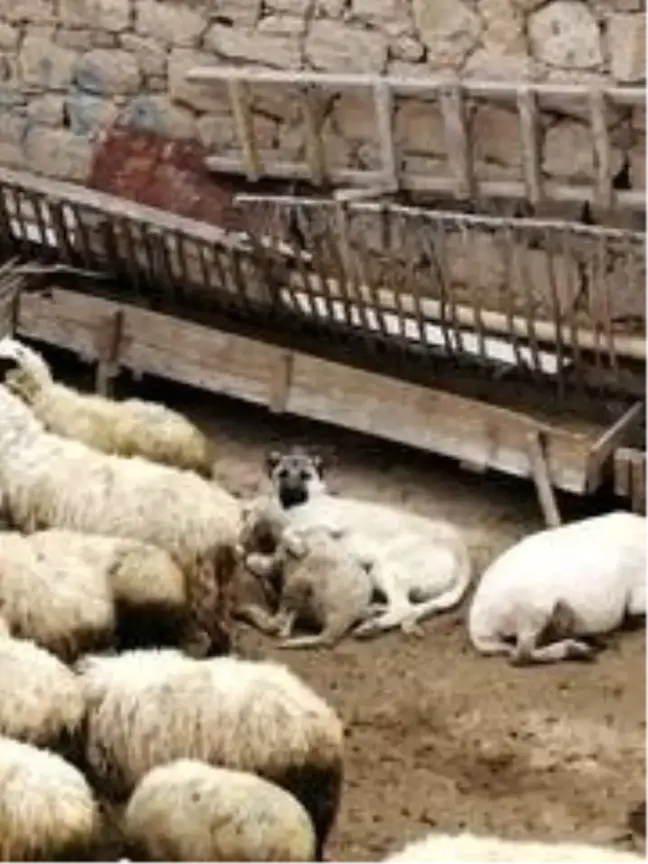 Koyunla köpeğin şaşırtan dostluğu